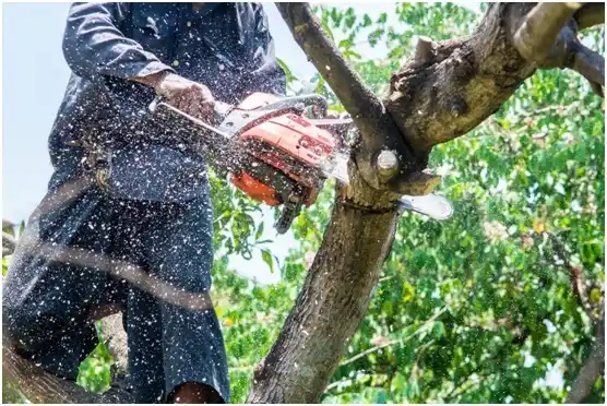 tree services Curtisville